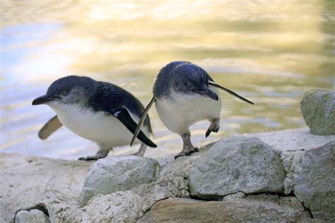 6 Places in Australia to See Penguins