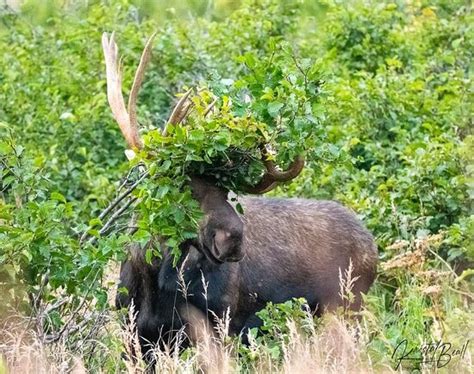 Alaska Wildlife Adventures (Anchorage) - All You Need to Know BEFORE You Go