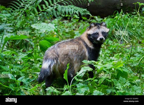 Raccoon dog (Nyctereutes procyonoides) invasive species in Germany, indigenous to East Asia ...