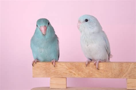 Pacific Parrotlet Care Guide - Diet, Lifespan & More » Petsoid