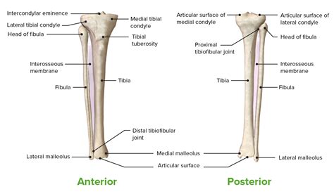 Tibial Anatomy