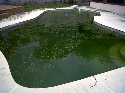 Fix a Green Pool In 5 Easy Steps | Get Rid of Pool Algae | Green pool, Green pool water, Pool ...