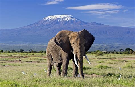 Elephant Safari In Amboseli | Best Kenya Safari Experiences | Art Of Safari