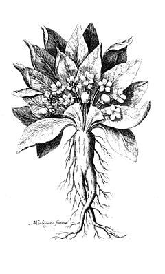 Mandrake (plant) - New World Encyclopedia