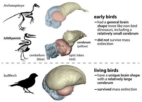 Bird Brains Left Other Dinosaurs Behind - UT News