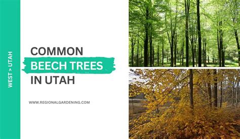 2 Common Beech Trees In Utah (Photos & Identification) - Regional Gardening