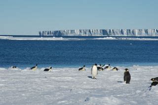 Charming Chick Photos: Antarctica's Baby Penguins | Live Science