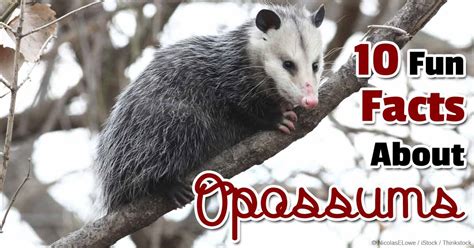 10 Fun Facts About Opossums That You Should Be Aware Of