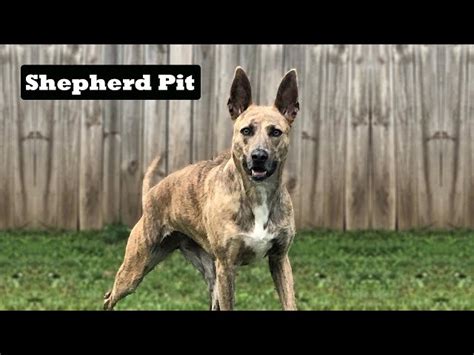 German Shepherd Pitbull Mix