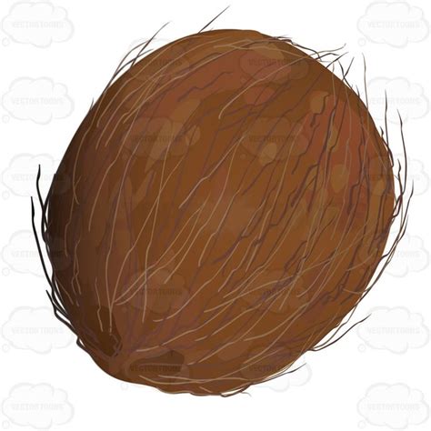 Whole Coconut Unopened | Whole coconut, Coconut, Vector graphics