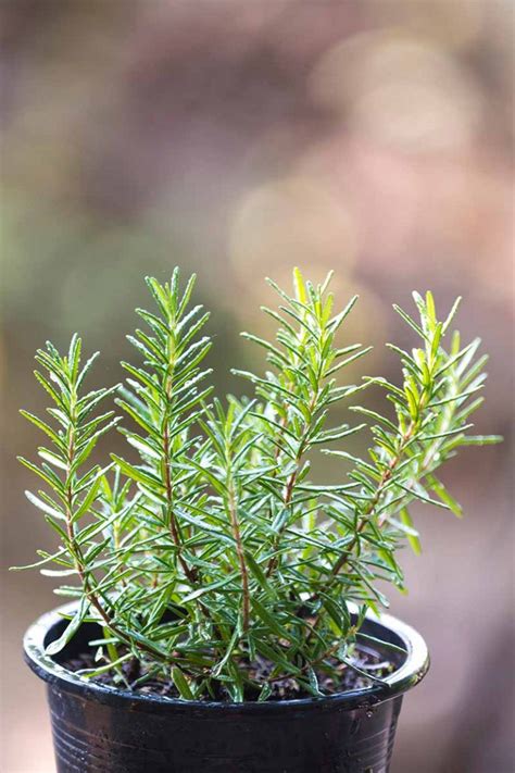 How to Propagate Rosemary Plants | Gardener’s Path