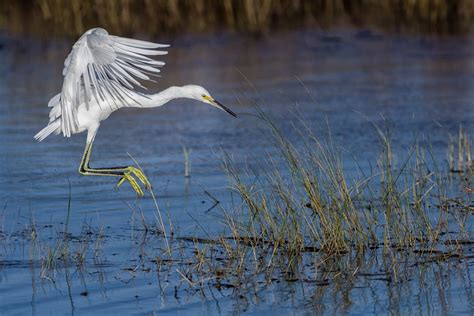 Florida | Snowy Egret Flying