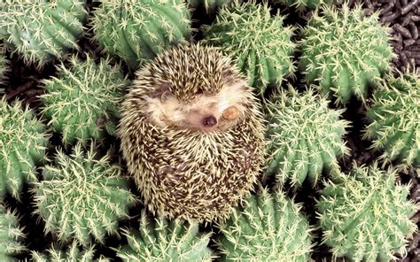 Baby Hedgehog Wallpapers - Top Free Baby Hedgehog Backgrounds - WallpaperAccess