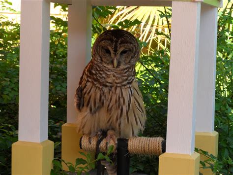 Owl at Brevard, Florida zoo. Florida Zoo, Central Florida, Brevard County, Natural Wonders ...