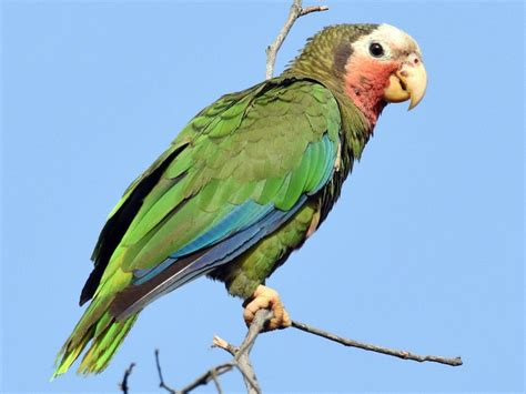 Cuban Parrot - eBird Rare Birds, Top Videos, Bird Species, Extinction ...