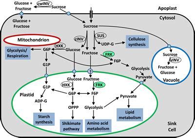 Frontiers | Plant Fructokinases: Evolutionary, Developmental, and Metabolic Aspects in Sink Tissues