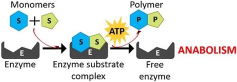 Difference Between Anabolism and Catabolism (with Comparison Chart) - Biology Reader