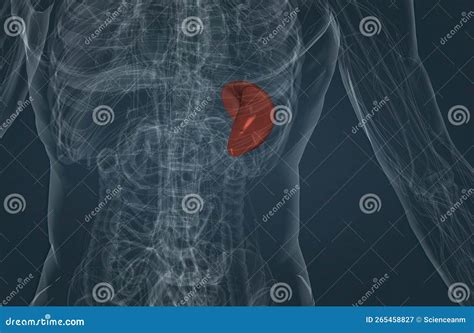 The Spleen is a Small Organ Inside Your Left Rib Cage, Just Above the ...