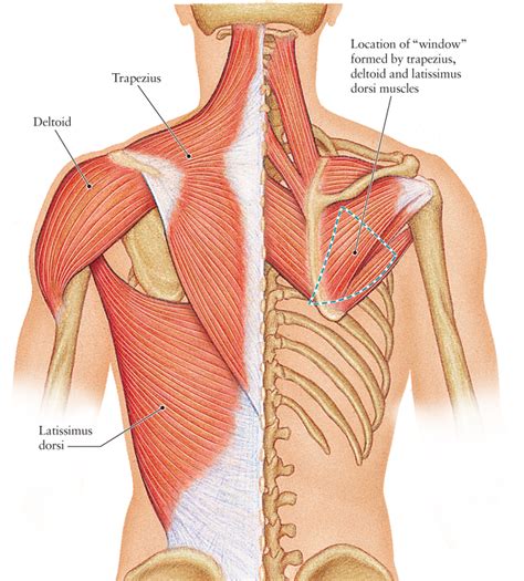 confused about back muscles - Bodybuilding.com Forums