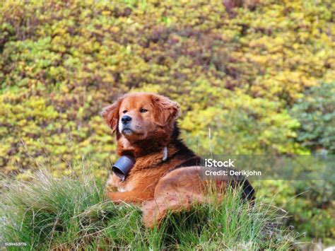 Himalayan Sheepdog Himalayan Sheep Dog In Nepal Stock Photo - Download ...