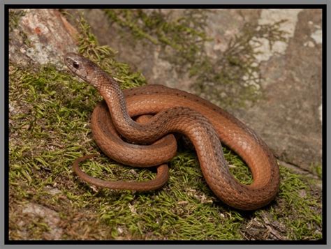 Florida Brown Snake | Florida Backyard Snakes