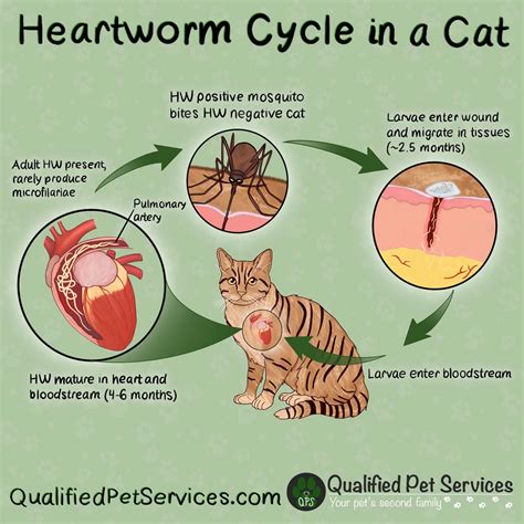 The Critical Role of Heartworm Prevention in Cats