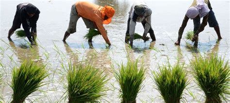 Punjab is set for record rice production this year, but at a heavy price