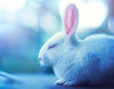 Blue Bunny Wallpapers - Wallpaper Cave