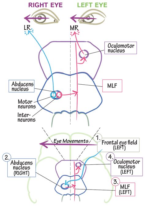 Neuroanatomy Glossary: Final Common Pathway (for Horizontal Eye Movements) | Draw It to Know It