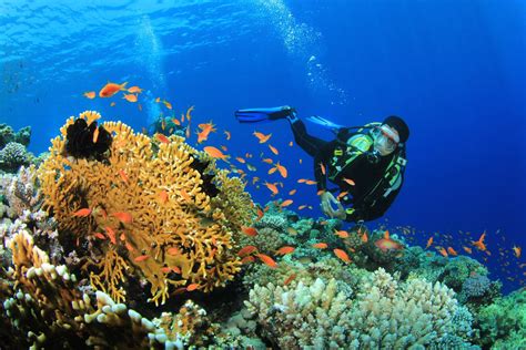 6 Best Places for Scuba Diving in Andaman (2019) - The Land of Beauty