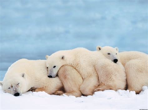 Endangered Species: Polar Bear