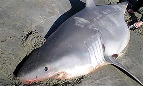 Great White Shark Found Dead On Beach In... Utah... Yes, The State of Utah