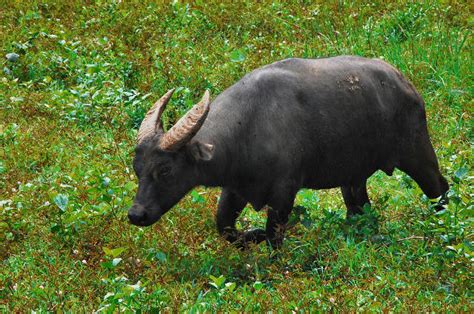 Tamaraw or carabao? Know the difference