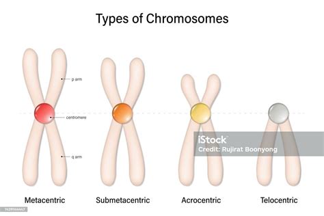 Type Of Chromosome Metacentric Submetacentric Acrocentric Telocentric ...