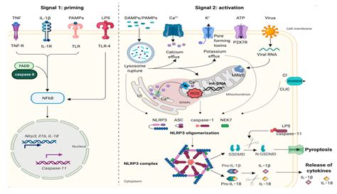 Cancers | Free Full-Text | Targeting the NLRP3 Inflammasome as a New Therapeutic Option for ...