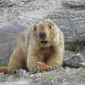 Himalayan Marmot - Facts, Diet, Habitat & Pictures on Animalia.bio