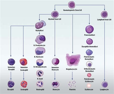 Complete Blood Count in Primary Care - bpacnz | Medical laboratory science, Hematology, Medical ...