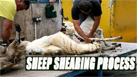 Sheep Shearing Process - YouTube