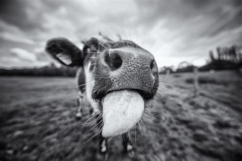 Wallpaper : animals, nature, winter, wildlife, cow, whiskers, mammals ...