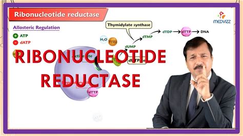 Ribonucleotide Reductase Regulation