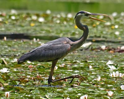 Prufrock's Dilemma: High Noon with a Great Blue Heron