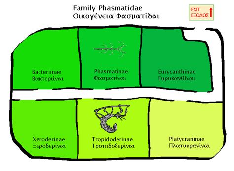 Phasmatidae