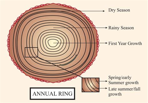 Annual rings can be useful for indicating the age of the tree(A)Dicot of the equatorial region(B ...