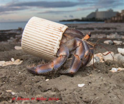 The plastic shelled crabs of Okinawa - Plastic Generation