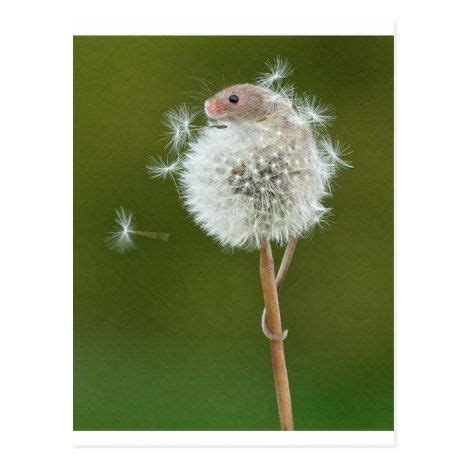 Mouse Wishes Postcard | Zazzle | Cute animals, Animals beautiful, Animals wild