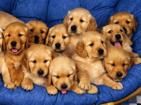 animals, Dog, Baby Animals Wallpapers HD / Desktop and Mobile Backgrounds