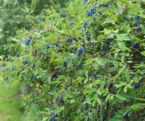 Honeyberry: The Edible Blue Honeysuckle | Jung Seed’s Gardening Blog