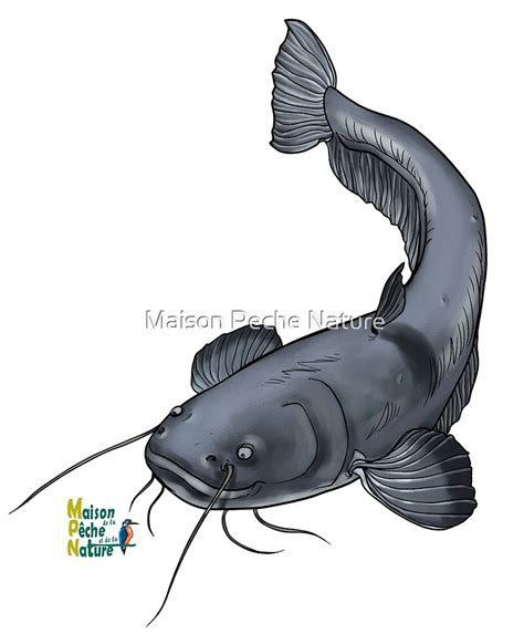 "Silure catfish" by Maison Peche Nature | Redbubble