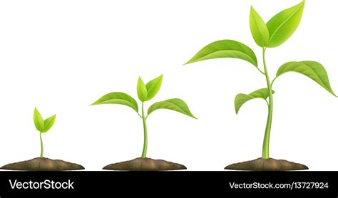 Growing green sprout Royalty Free Vector Image