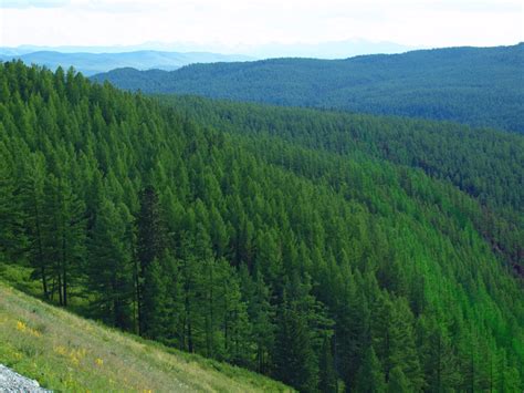 Você sabe o que é uma floresta boreal ou taiga? | Pensamento Verde